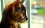 小猫咪