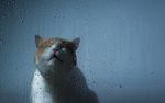 小猫咪