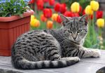 小猫咪