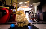 小猫咪