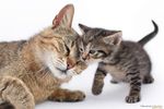 小猫咪