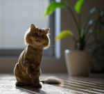 小猫咪