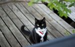 小猫