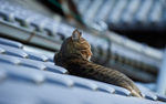 小猫