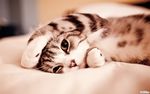 小猫