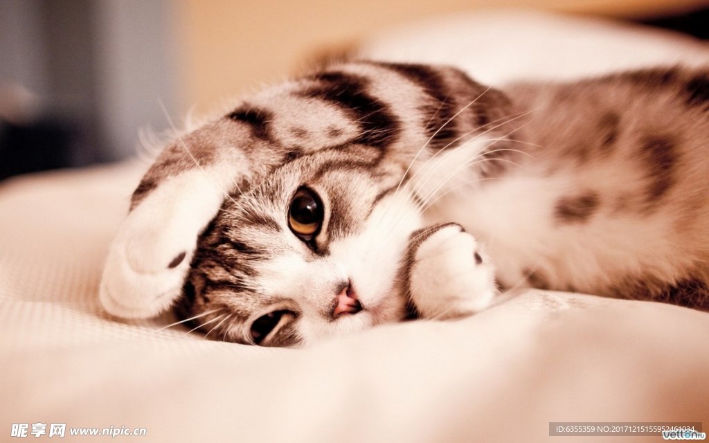小猫