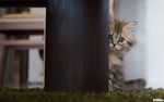 小猫