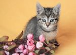 小猫
