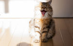 小猫