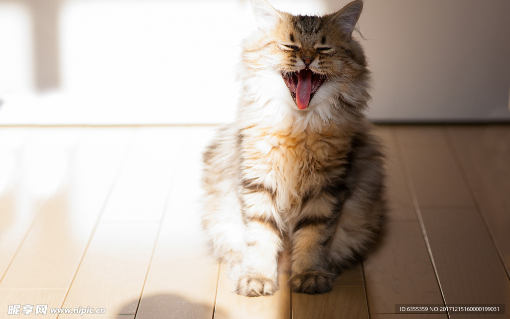 小猫