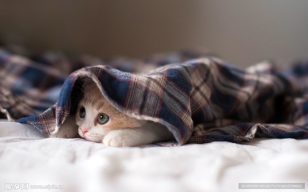 猫咪