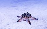 海洋世界风光