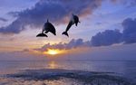 海洋世界风光