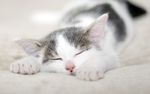 小猫