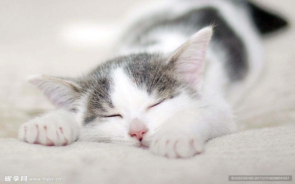 小猫