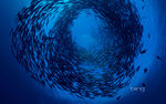 海洋世界风光