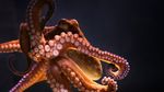 海洋世界风光