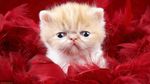 小猫