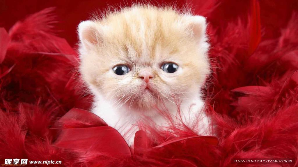 小猫