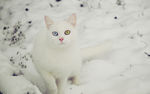 小猫