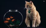 小猫