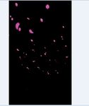 PS花瓣素材    桃花花瓣