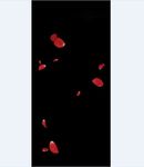 PS花瓣素材    桃花花瓣