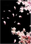 PS花瓣素材