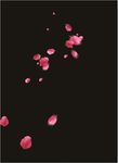 PS花瓣素材    桃花花瓣