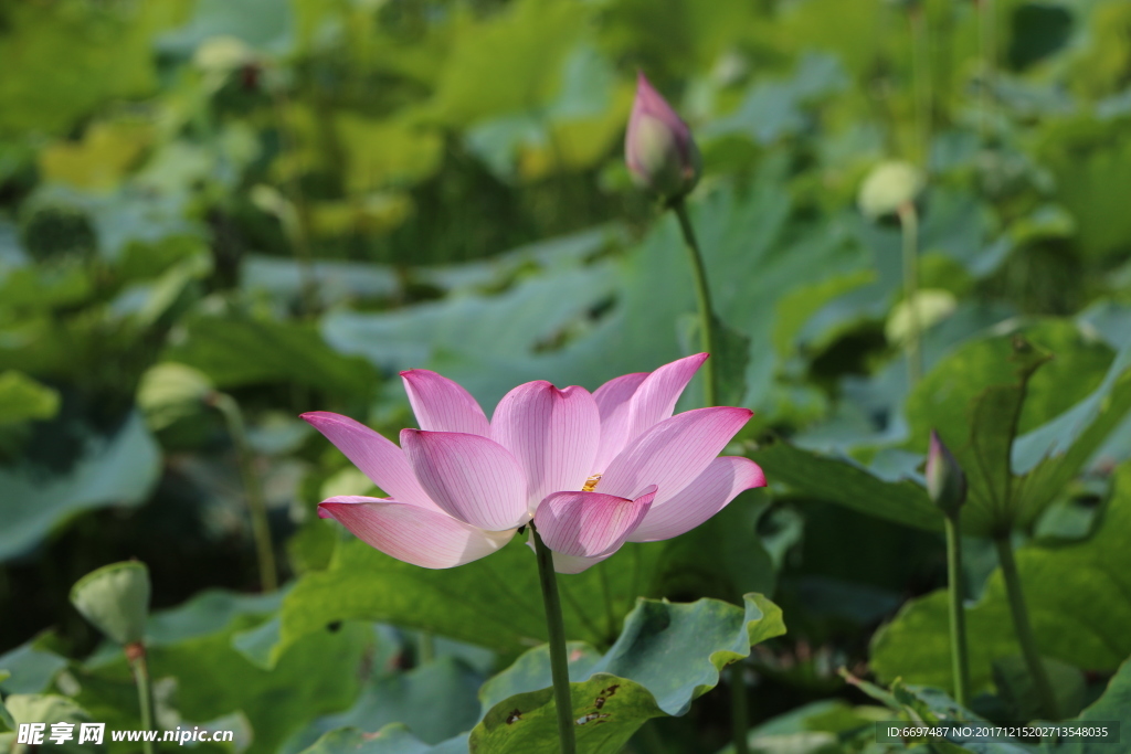 陆川县龙珠湖荷花