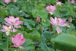 陆川县龙珠湖荷花