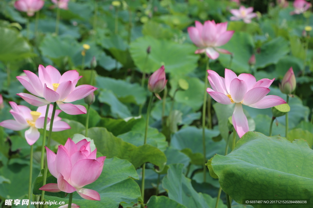 陆川县龙珠湖荷花