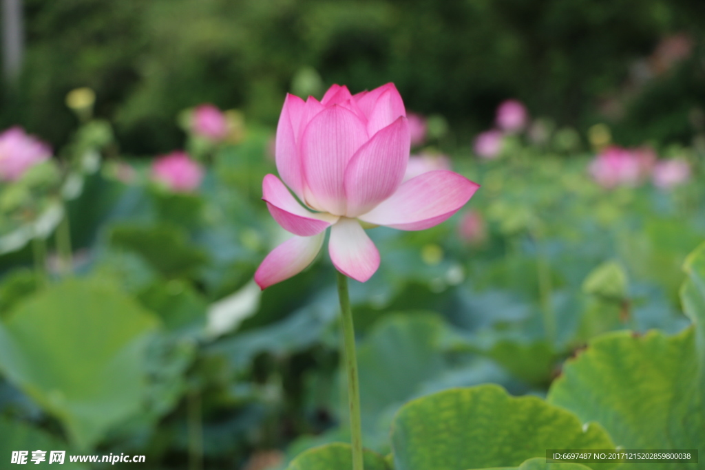 陆川县龙珠湖荷花