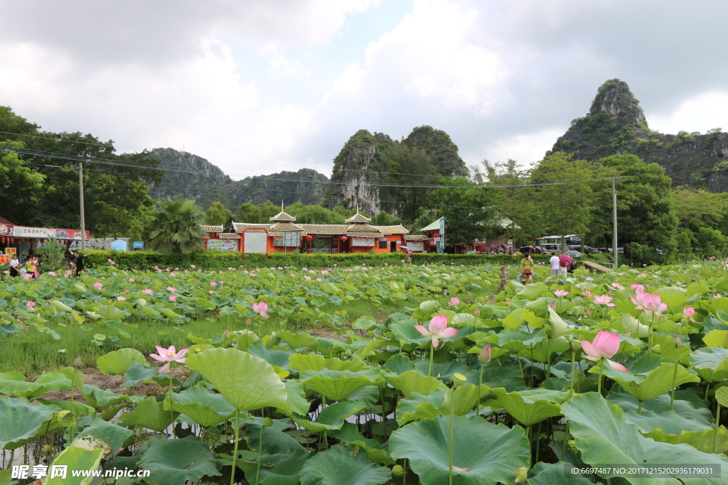 陆川县龙珠湖荷花塘景色