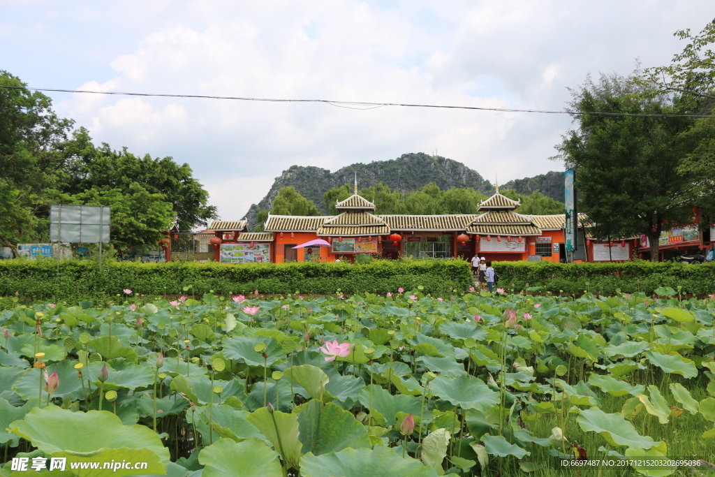 陆川县龙珠湖荷花塘景观