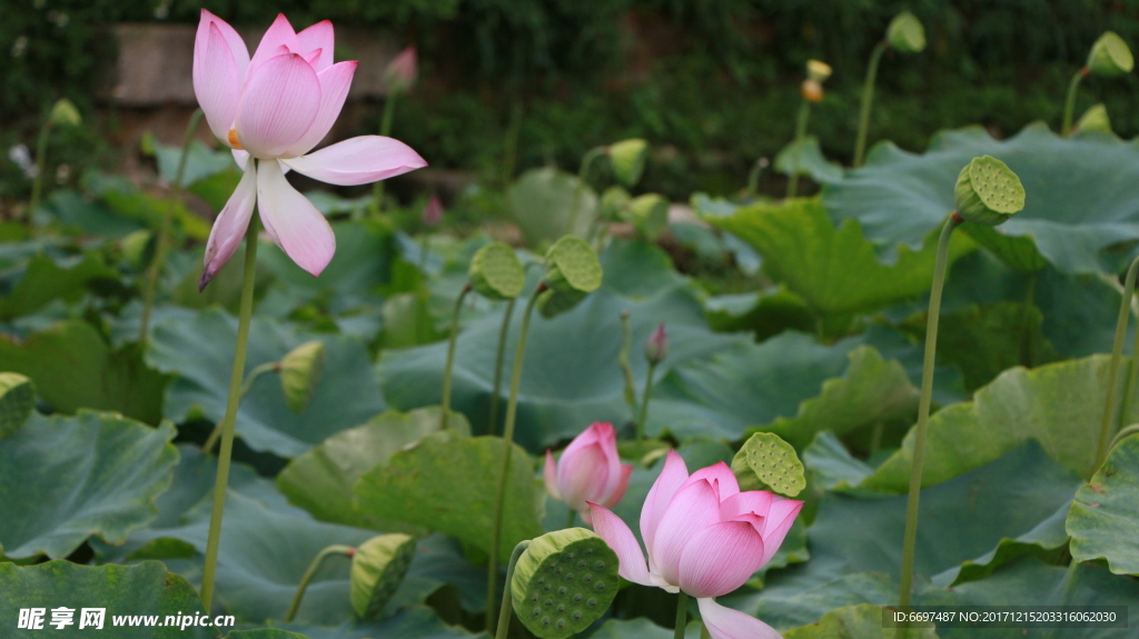 陆川县龙珠湖荷花