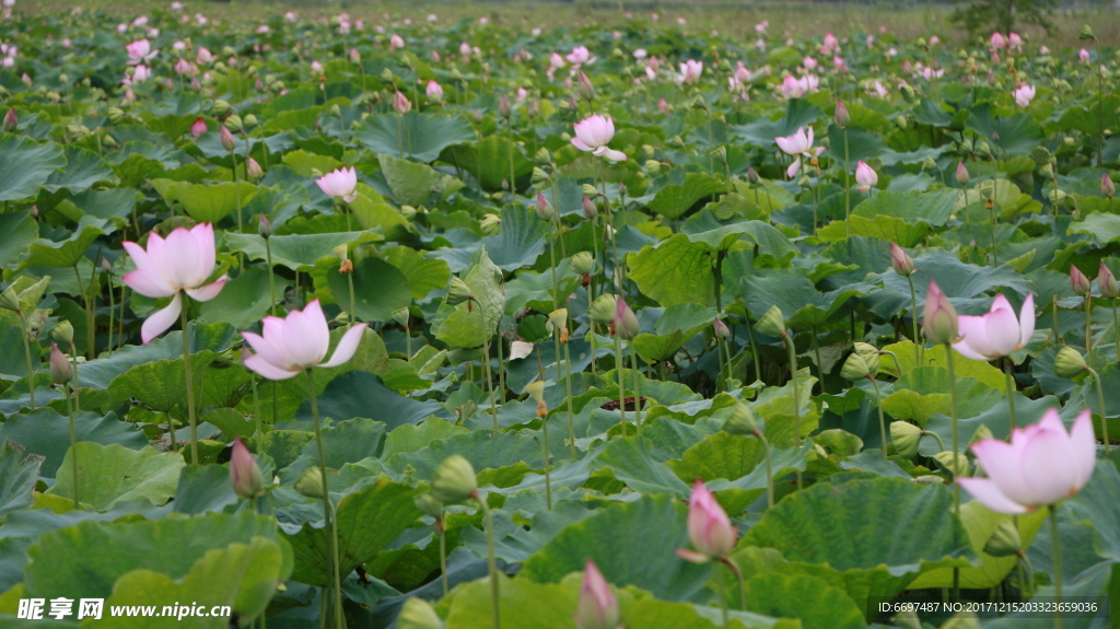 陆川县龙珠湖荷花