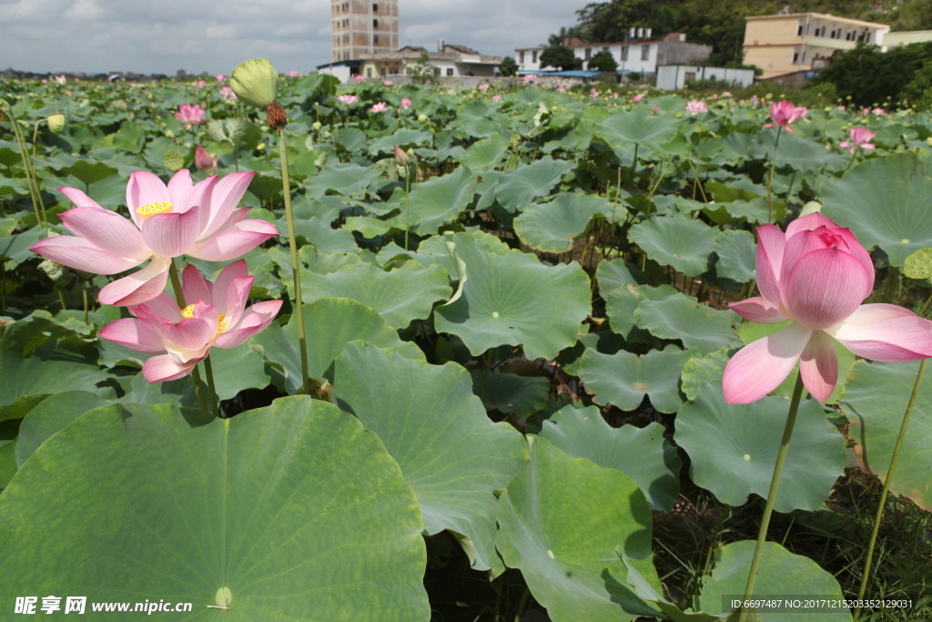 陆川县龙珠湖荷花