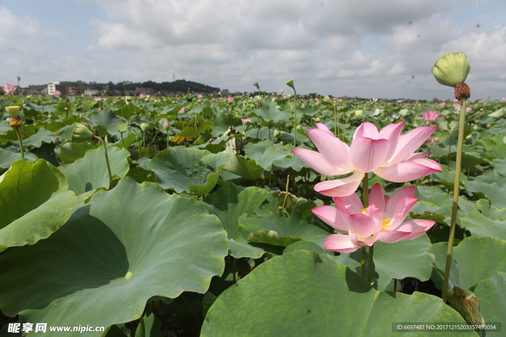 陆川县龙珠湖荷花