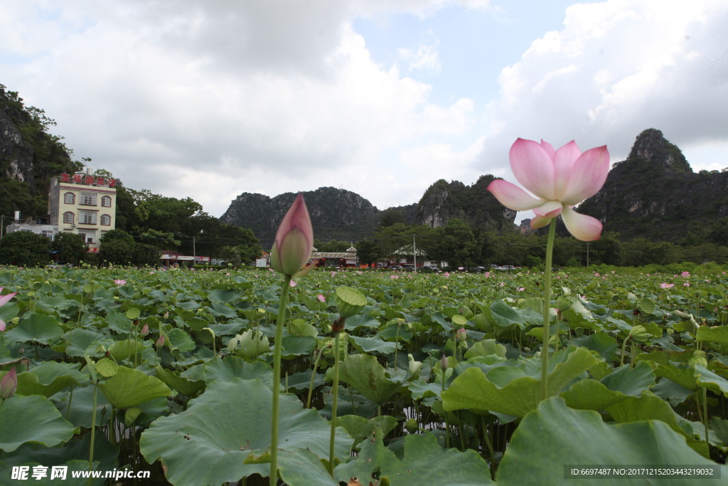 陆川县龙珠湖荷塘远景