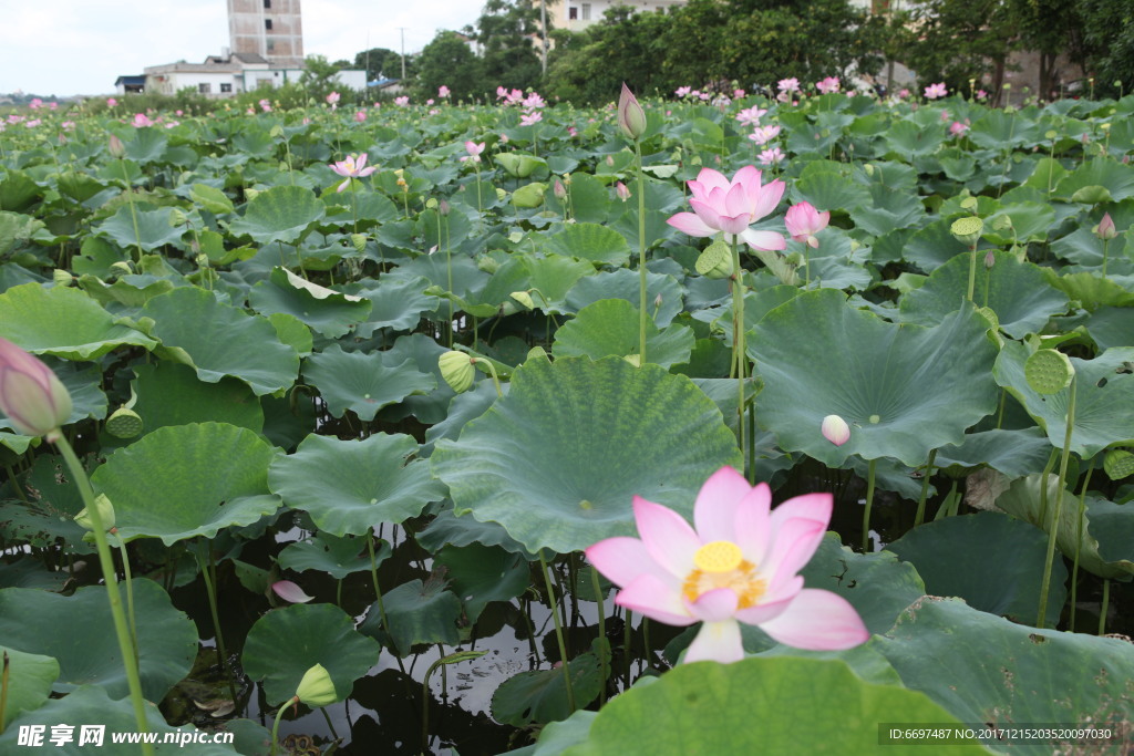 陆川县龙珠湖荷花