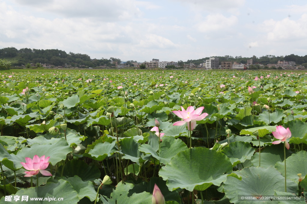 陆川县龙珠湖荷花