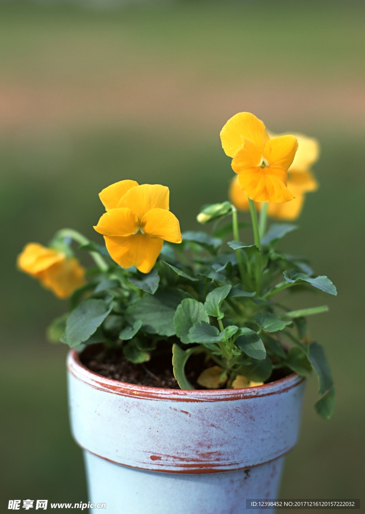 鲜花