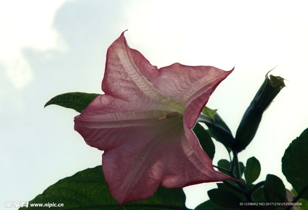 鲜花