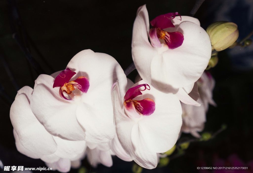 鲜花