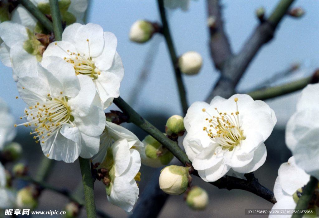 鲜花