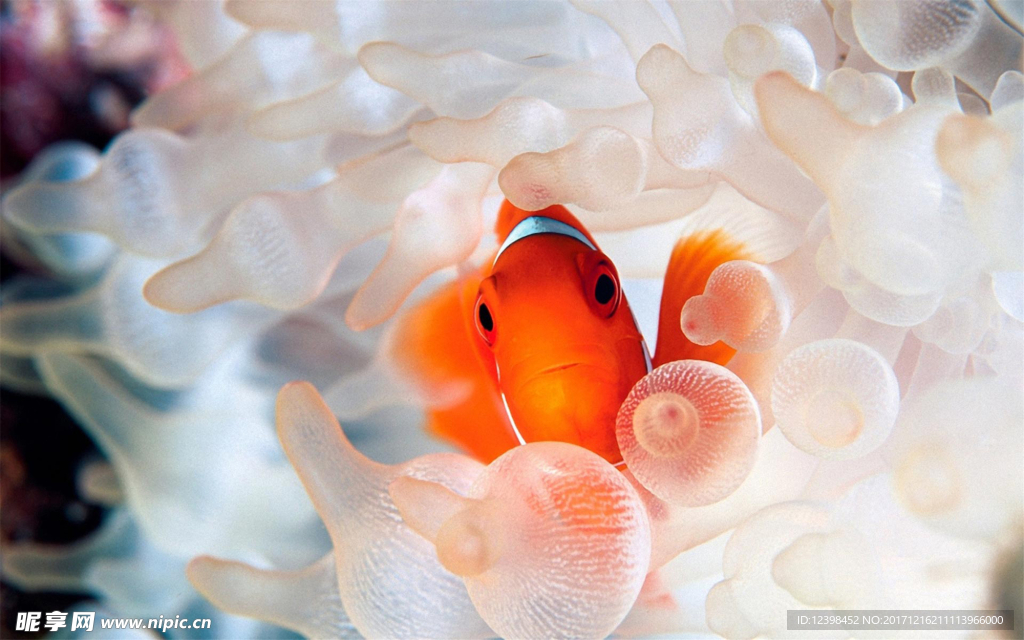 海葵鱼