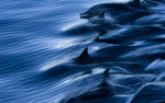海豚