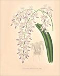 手绘花朵 兰花插画 植物 自然