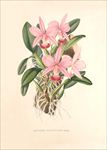 手绘花朵 兰花插画 植物 自然